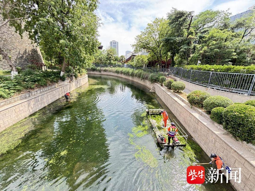 机械+人工双管齐下，守护南京城市“绿腰带”