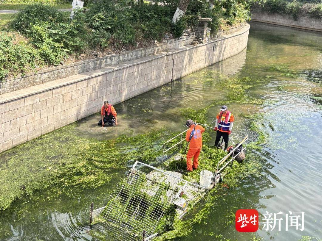 机械+人工双管齐下，守护南京城市“绿腰带”