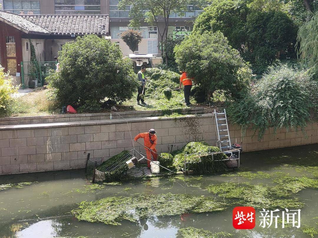 机械+人工双管齐下，守护南京城市“绿腰带”
