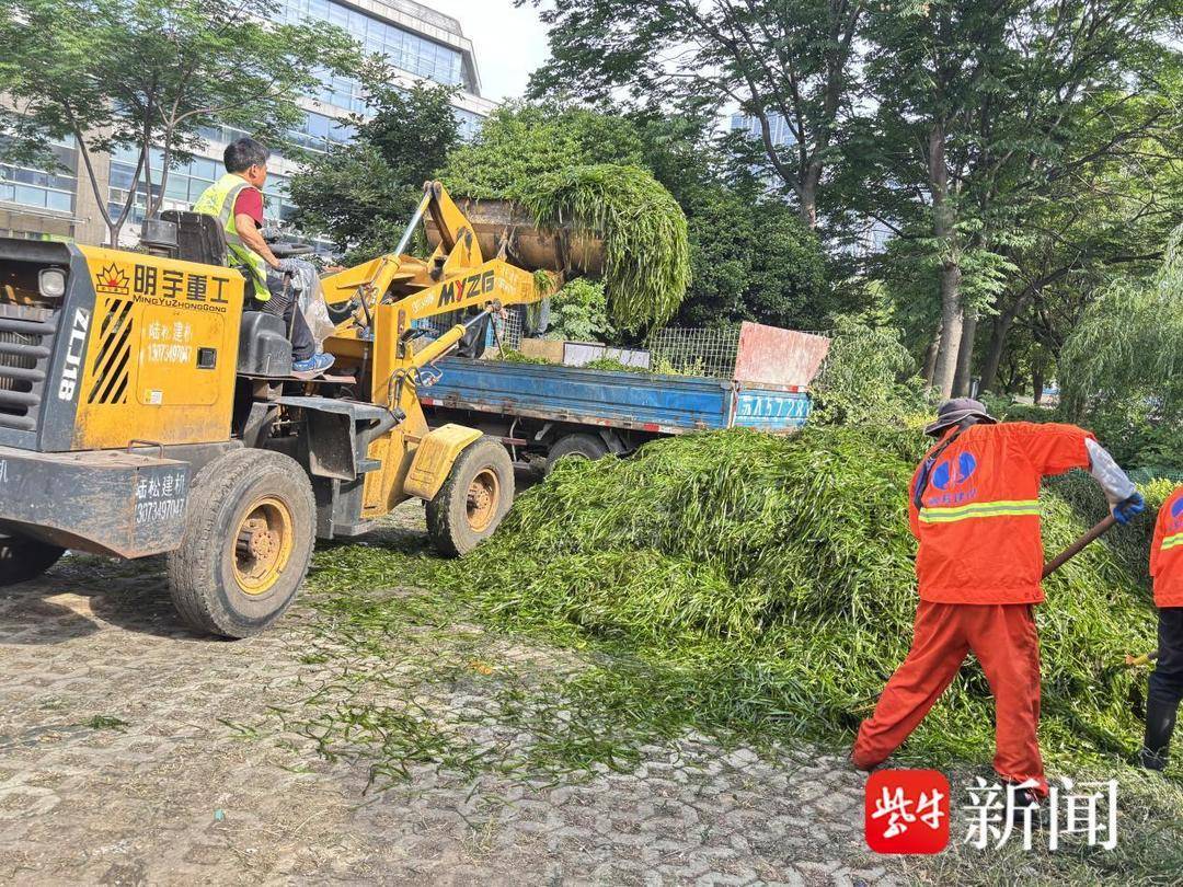 机械+人工双管齐下，守护南京城市“绿腰带”