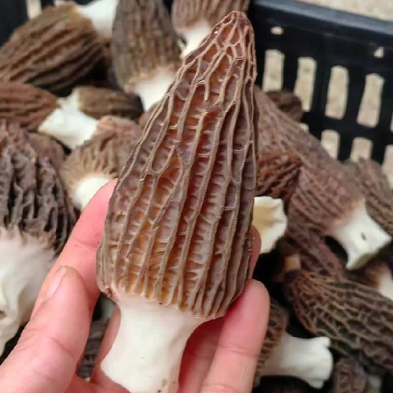 如何买羊肚菌？