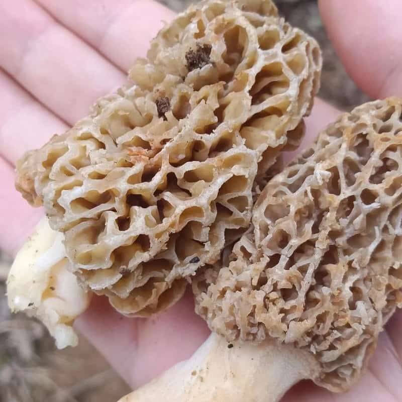 羊肚菌如何买？